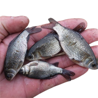 Живец КАРАСЬ кг 3768